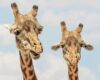 25 Amazing Facts You Didn’t Know About Animals