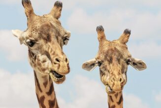 25 Amazing Facts You Didn’t Know About Animals